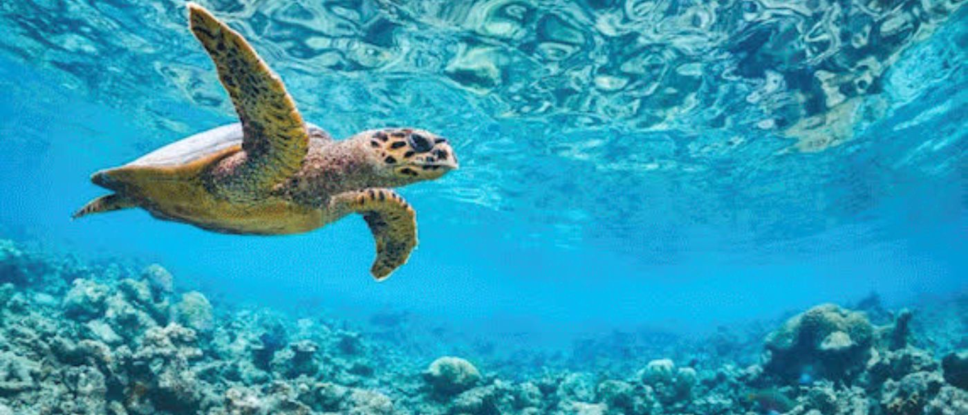 Adobe Photoshop Premiere elements
