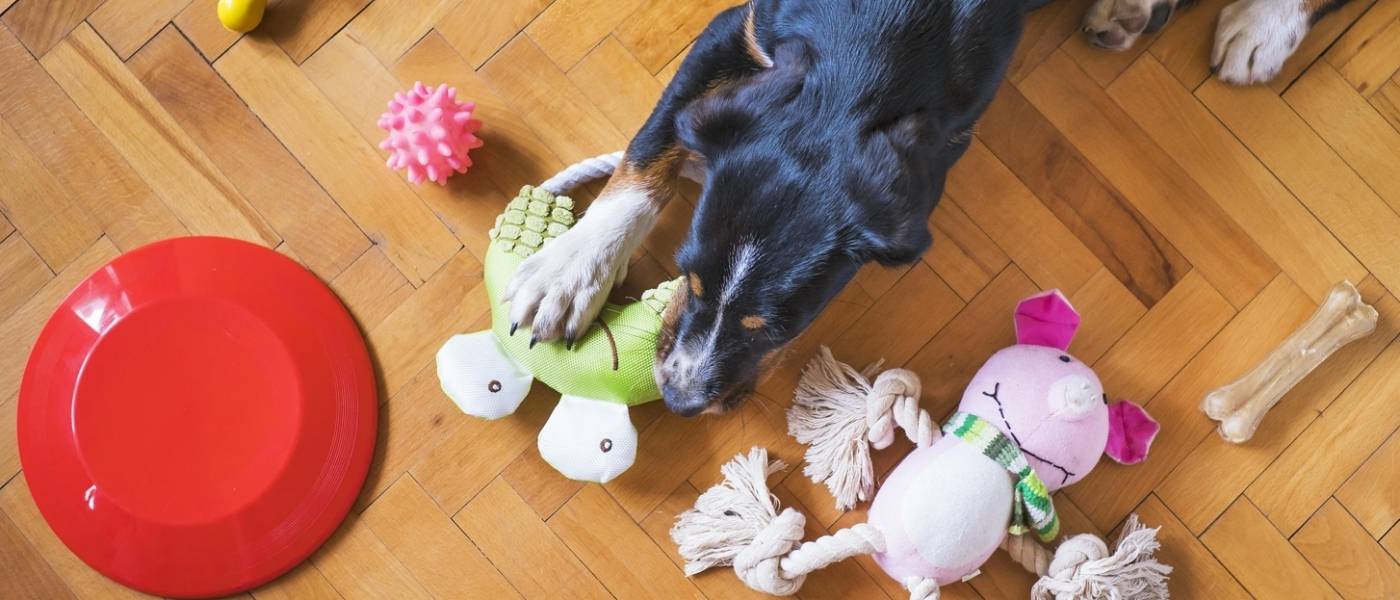 inversión en alimentos para mascotas
